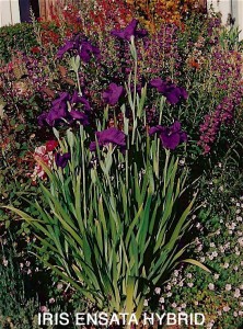 Iris ensata hybrid